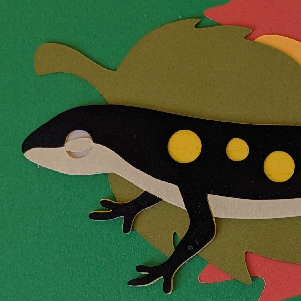 Yellow Spotted Salamander